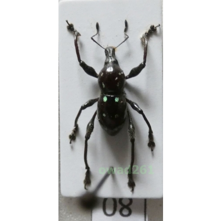 Metapocyrtus rufipes (G.R.Waterhouse, 1843) male Philippines70
